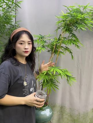 #红观音养护#竹子肥料#颗粒肥 竹子长出新芽新笋的时候一定要追肥,这样才能壮苗壮杆#竹子养护技巧
