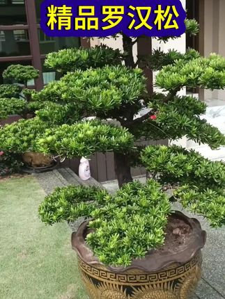 #罗汉松 #庭院景观设计 黑松造型树精品罗汉松大树庭院造型树盆景迎客松高端别墅罗汉松