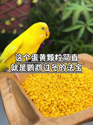 这个蛋黄颗粒简直就是养鹦鹉的法宝#强烈推荐 #鹦鹉日常 #萌宠 #手养鹦鹉 #鹦鹉