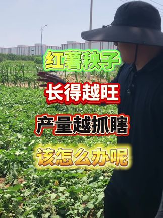 #红薯种植 #红薯种植技术 #红薯控旺 #红薯管理 #增产增收