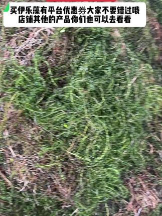 【伊乐藻吃不败】需要种植的早一点下单哦#上热搜 # 虾蟹养殖水草#伊乐藻 #洪湖王小妹 @抖音小助手 @王小妹水草