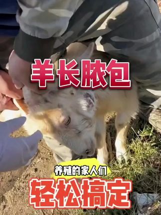 #养羊人 #科学养羊 #三农养殖 #养羊人加油
