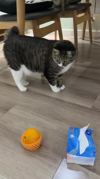 网友最担心的事差点就发生了,年年小猫真棒 #我和我的猫 #ooc致歉 #纸巾真棒 #抽象