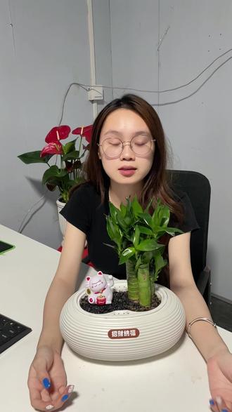 文昌竹又称作步步高 寓意金榜题名,步步高升##文昌竹 #备考 #绿植花卉 #步步高 #龙竹