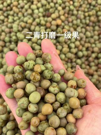 2025年新鲜鸡头果,二青打磨一级果,爱吃中果的看过来,直径10毫米左右,当饭后小零食好吃不上火,没有老籽子没有甘心,不老不嫩刚刚磕,吃过的都知道品质可以放心购买