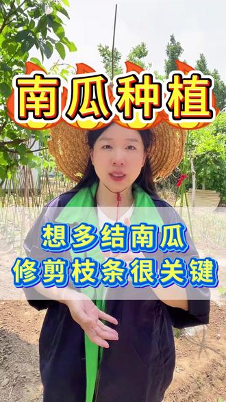 南瓜种植 种南瓜,千万别瞎忙活,做好这两点保证你家南瓜爬满架!#南瓜 #南瓜种植#南瓜种植技术 #三农 #三农种植