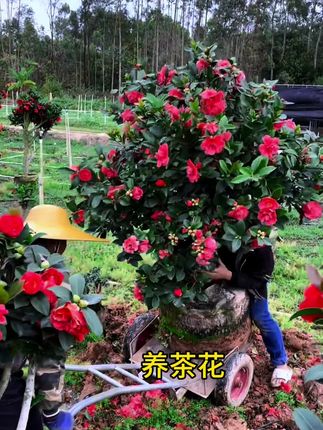 养茶花不能只给它浇自来水,时间长了就会黄叶掉叶掉花苞#养花小技巧 #园艺 #养花人的乐趣 #扶持计划