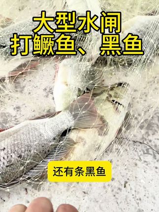 挑战大型水闸,居然能打到鳜鱼#飞盘撒网 #高桥撒网技巧 #桥上撒网捕鱼 #户外捕鱼#强烈推荐