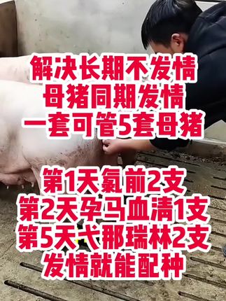 #母猪不发情#母猪同期发情#自繁自养母猪#三农