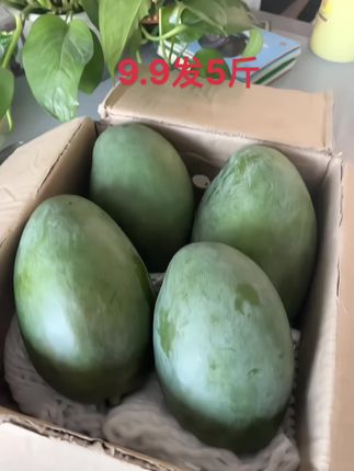 #个大饱满 #皮薄肉厚果肉饱满 #芒果#新鲜采摘 #凯特芒果