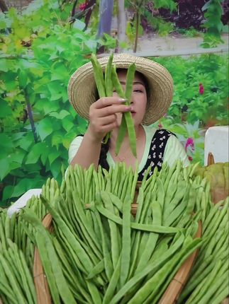 尝鲜必备!云南现摘四季豆脆嫩多汁 今天又是一个忙碌的一天!早上六点多就起床了,去地里收菜、打包。晚上九点半才回家吃晚饭!#新鲜采摘#优质农产品#现摘现发新鲜到家#家乡特产#让人回味无穷的乡村美食