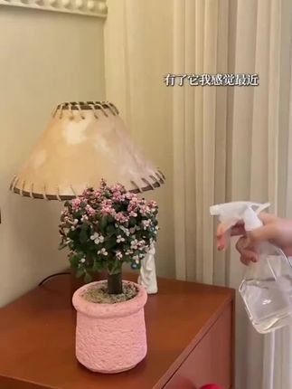 #金枝玉叶盆栽 #家居好物 #花与生活 #花卉绿植 #爱了爱了