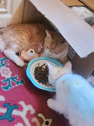 猫咪的宝贝的高兴日子来了#怼脸拍猫猫#呆萌猫猫#猫咪表情包 #猫粮#性价 萌宠好物 抖音in萌宠计划 养猫好物 性价比搞猫粮推荐宠物  内容过于真实 抖音萌宠