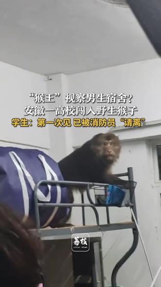 “猴王”视察男生宿舍?
安徽一高校闯入野生猴子
学生:第一次见 已被消防员“请离”