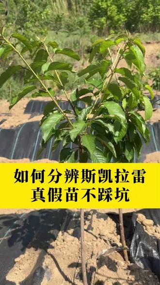 如何分辨斯凯拉雷真假苗不踩坑#大樱桃种植管理 #大樱桃 #斯凯拉雷 #三农