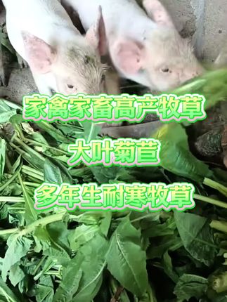 养猪养鸡鸭鹅,任何家禽家畜都可以种大叶菊苣,阔叶菜蛋白高含糖高,家禽家畜爱吃好消化长得快,而且多年生产量高。#养猪#养鸡鸭鹅#大叶菊苣#高产牧草