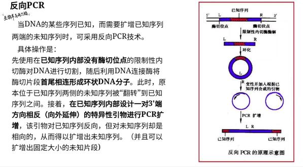 高中生物选择性必修3《生物技术与工程》反向PCR #高考 #高中生物 #高中生物选择性必修三 #基因工程#反向PCR #PCR