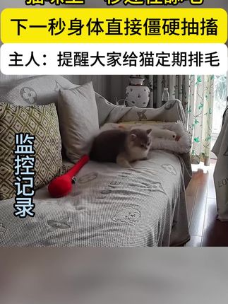 铲屎官千万别等毛孩子舔毛过度,毛球堵塞了才知道排毛的重要性!小猫咪不会说话一定要定期帮它们排毛#猫草 #科学喂养 #冻干 #恋猫恋狗 #猫草冻干
