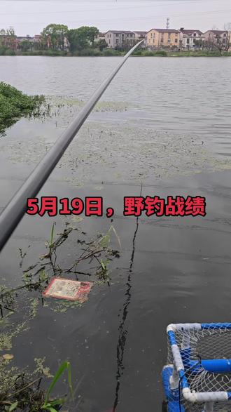 气压低,鱼真难钓啊,你们今天战绩如何呢?哈哈#钓鱼