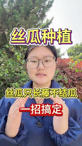 丝瓜只长藤不结瓜,一招搞定#丝瓜 #丝瓜种植 #种丝瓜 #三农 #农业种植