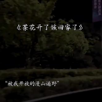 “他在思念什么 每日每夜是随风飘走的落叶”#茶花开了该回家了 #音乐推荐 #会火 #今日歌单 #音乐分享