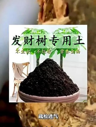 发财树专用土发财树营养土壤家用通用养花盆栽种植土花卉泥土肥料 #发财树专用土 #养花土#种植营养土