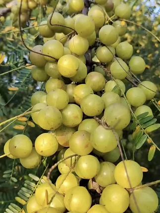 牛甘子也叫油甘果,种上一棵全家吃不完#油甘果#优质种苗#果树种植