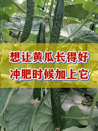 #黄瓜高产种植 #黄瓜高产种植管理 #黄瓜种植技术 #黄瓜种植管理 #黄瓜种植管理技术