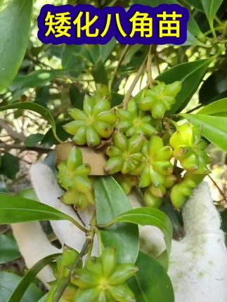 #果树种植 #果树苗基地 #水果种植 正宗广西八角树苗嫁接苗大红八角大茴香食用南方种植