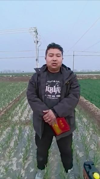 农事提醒 雨多地湿细菌生,根腐纹枯害苗情,春田管理应趁早,一打多防显从容。#农时农事 #麦田管理#绿维泰一打了多防 #农业