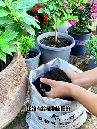 立秋后养花种菜就要施肥了,羊粪肥好帮手,肥力大不烧苗,同时还能改良疏松士壤#羊粪有机肥#羊粪#内蒙古羊粪有机肥#果蔬专用#厂家发货