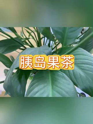 #果茶#胰岛果茶#胰岛果茶推荐