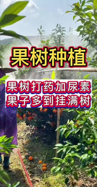 果树打药加尿素,果子多到挂满树#果树种植 #果树高产 #果树施肥 #果树管理