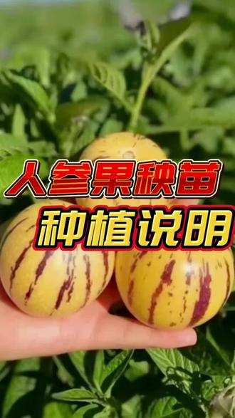家人们,你们要的人参果秧苗养护视频来啦