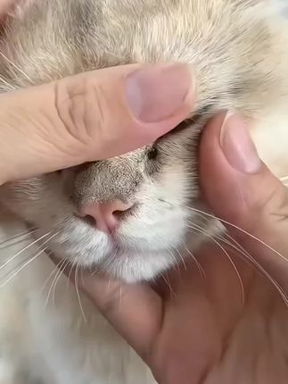 宠物眼部去泪痕湿巾猫咪清洗眼屎狗狗擦洗眼垢一次性清洁用品护理#湿巾 #去泪痕 #宠物用品 #清洁用品 #护理