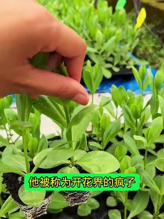 #洋#洋桔梗种子 #重瓣洋桔梗种子#混色洋桔梗种子 #花卉绿植