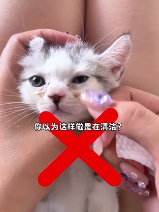 千万别再用手给小咪扣眼睛了!#它真的好像个小宝宝 #谁家小猫这么别致 #小奶猫的成长日记