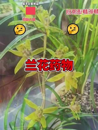 进口好康多兰花专用缓释肥#爱兰花爱生活 #阳台养兰 #兰花