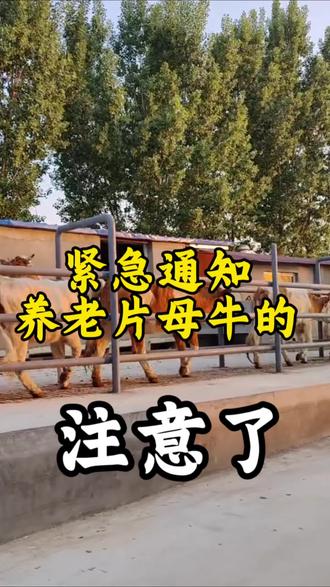紧急通知养老片母牛的朋友注意了‼️#全国养牛人 #牛羊养殖 #淘汰母牛 #育肥增重 #点赞评论加关注