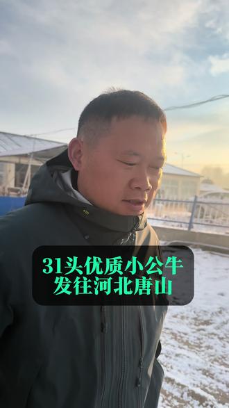 31头优质小公牛发往河北唐山玉田,首次合作,人不来全权代办!