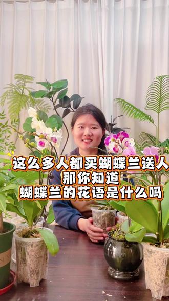 蝴蝶兰的花语你知道是什么吗? #蝴蝶兰花语 #蝴蝶兰 #蝴蝶兰种植 #蝴蝶兰盆栽 #蝴蝶兰养护