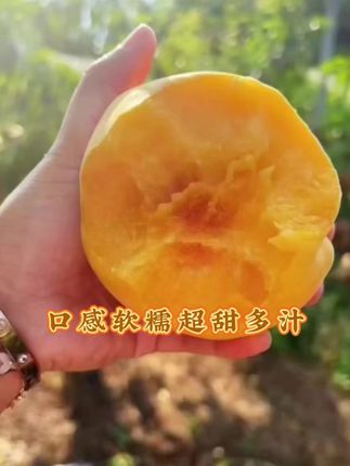 崇明锦绣黄桃口感是软糯香甜,好的水果需要好的土质和环境,还需要有好的种植技术。真的是让你吃在嘴里甜在心里。#黄桃 #锦绣黄桃