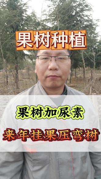 果树用好尿素,花多果多压弯树#果树种植 #果树管理 #果树 #果树施肥