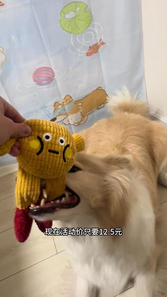 狗狗磨牙发声玩具#狗狗玩具推荐 #狗狗磨牙玩具 #宠物发声玩具 #狗狗玩具