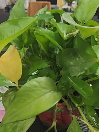 这盆绿植在昏暗的角落里顽强生长,仿佛自带光芒的小太阳,给生活增添一抹生机与希望。🌿#绿植治愈 #生活小确幸