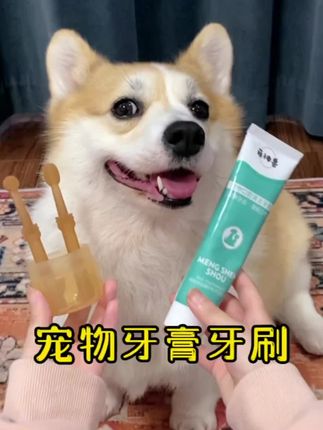 猫猫狗狗宠物牙刷套装养宠装备硅胶猫咪猫狗牙刷牙猫犬通用#宠物用品 #狗狗牙膏牙刷 @巨量千川 @小店随心推 @DOU+上热门