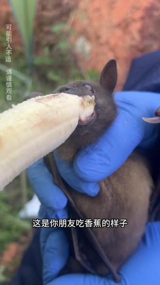 一种长得狗里狗气的蝠 #果蝠 #科普