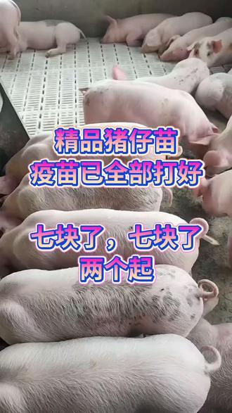 平台给点流量吧,这么多猪仔怎么办? #保证健康猪 #养猪不易 #养好猪不容易 #健康猪仔 #养好猪才是王道