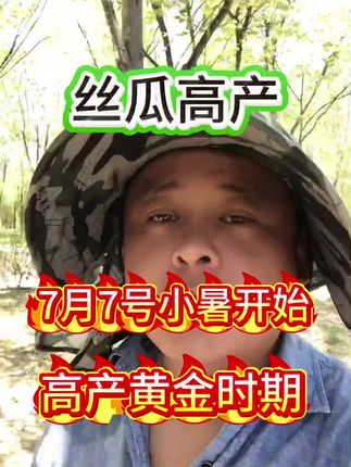 #丝瓜种植#丝瓜管理#丝瓜高产#丝瓜浇水#抖音助农