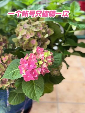 一个账号只能薅一次 #维达抽纸 #维达纸巾